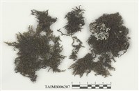 藏品(耳葉蘚屬)的圖片